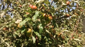 Apple Tree