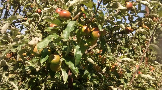 The Gift of the Fruit Tree